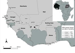 Nouvelle publication ASTRE sur le virus de la PPR en Afrique de l’Ouest