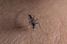 Aedes albopictus. © IRD