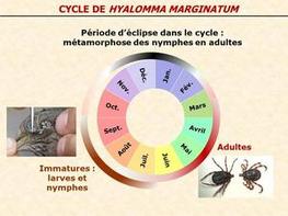 Cycle de Hyalomma marginatum