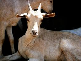 Chèvre en Ethiopie. ©F. Thiaucourt