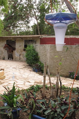 Piégeage de Culicoides dans un centre équestre au Sénégal. © C. Garros, Cirad.
