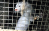 Un vison en captivité. Oikeutta eläimille / Flickr, CC BY-SA©