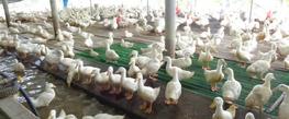 Les élevages de volailles d’Asie (ici de canards, au Viet Nam) sont désormais durablement touchés par les épidémies d’influenza aviaire, zoonose émergente particulièrement pathogène pour ces animaux. © A. Delabouglise