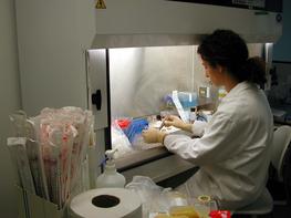 Personnel travaillant sous PSM dans le laboratoire P3. © Cirad, F. Thiaucourt
