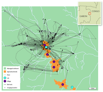Trajectoires et localisation des zones d'alimentation de 28 chauves-souris (Hypsignathus monstrosus) suivies par télémétrie satellite (GPS) en République du Congo. Collectif SHSEE