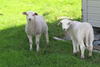 Norwegian lambs. © Claire Garros